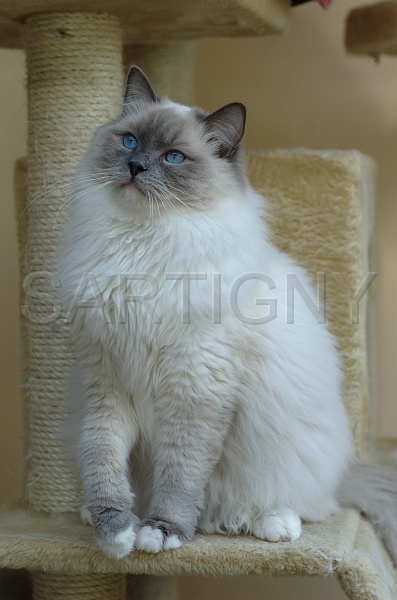 RAGDOLLS 010.jpg